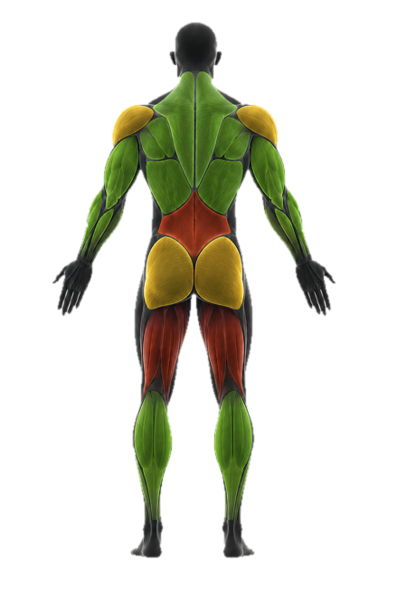 Back anatomical muscle recovery map
