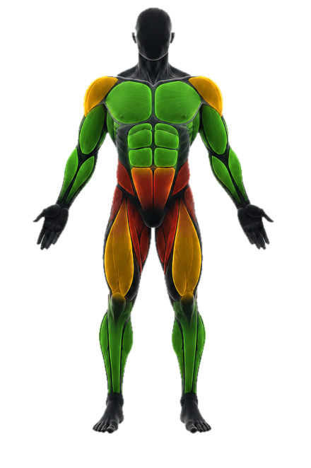 Front anatomical muscle recovery map